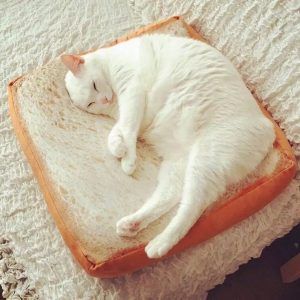 Bread cat pillow (60cm)